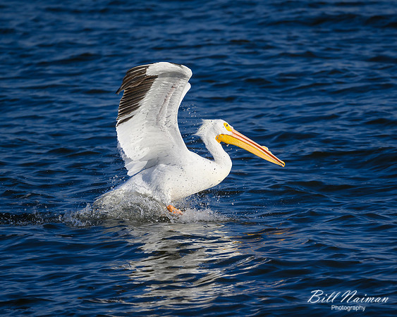 Pelican Landing Mississippi River-2025_01_09-7147
