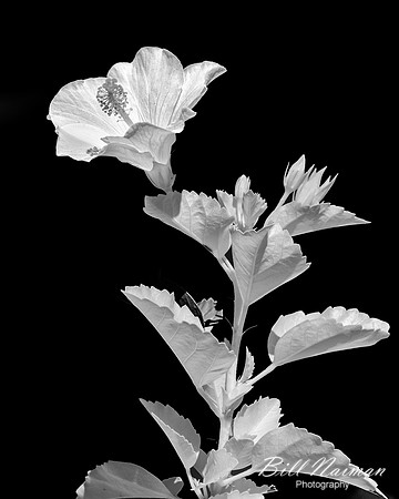 Hibiscus - Infrared B&W