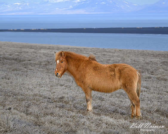Icelandic Horses-2025_03_19-9622