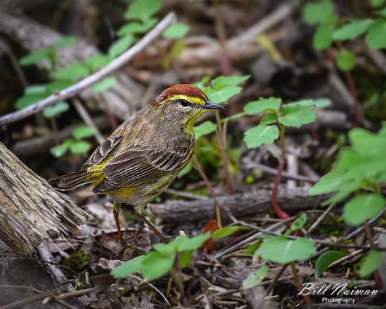 Palm Warbler 2024_05_01-2538