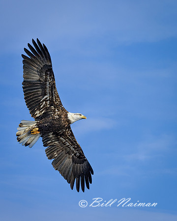 Bald Eagle Soaring (8) - Young Adult