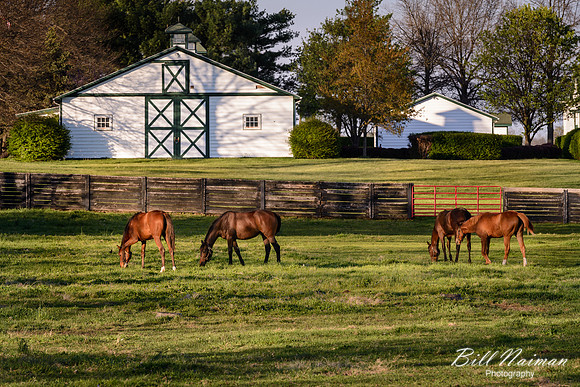 Grazing Just Before Sunset