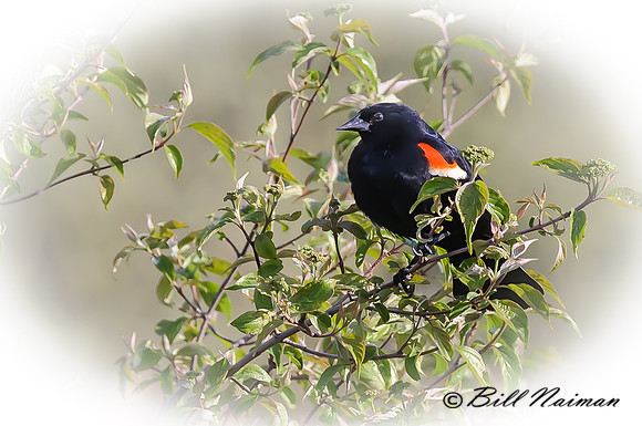 zRed Winged Blackbird with edited backgorund.