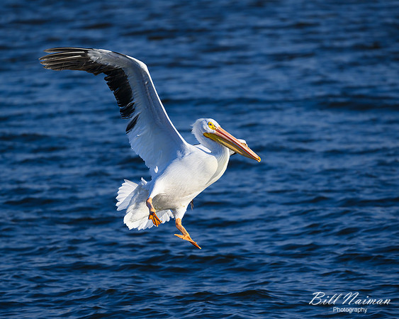 Pelican Landing Mississippi River-2025_01_09-7138