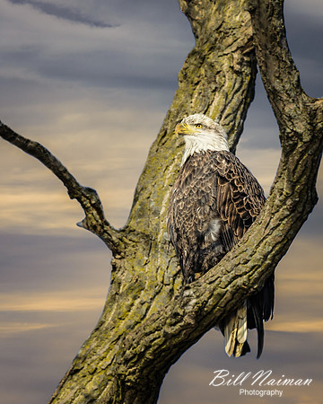 Bald Eagle Perched (3)