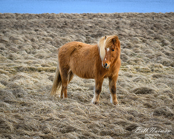 Icelandic Horses-2025_03_19-9603