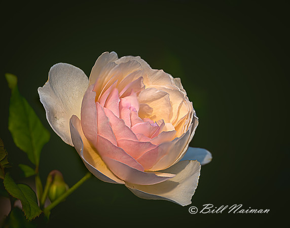 Pink Rose