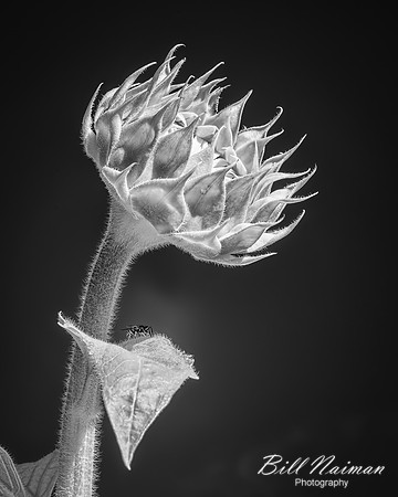Sunflower Blossom With Wasp - Infrared B&W