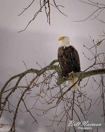 Bald Eagle Perched (4) - on a Gray Day