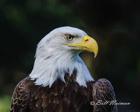 Bald Eagle Profile 1
