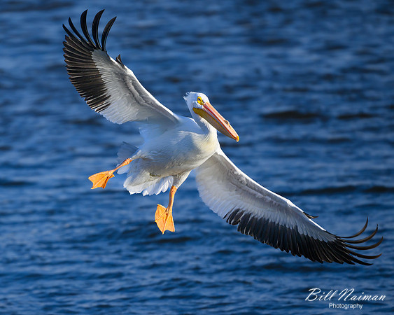 Pelican Landing Mississippi River-2025_01_09-7134