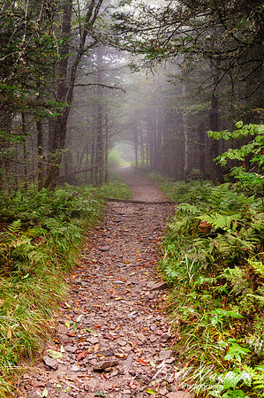 Jump Off Trail - in fog 2011 (2)