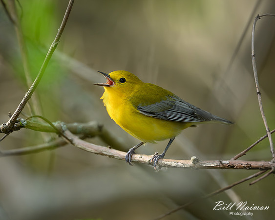 Prothonatory Warbler 2024_05_08-6634
