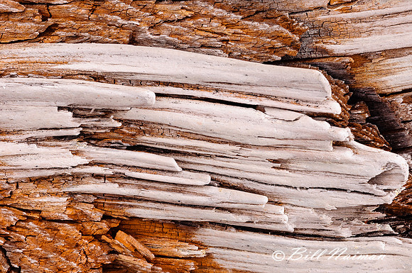 Driftwood