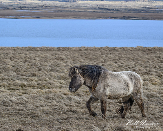 Icelandic Horses-2025_03_19-9615
