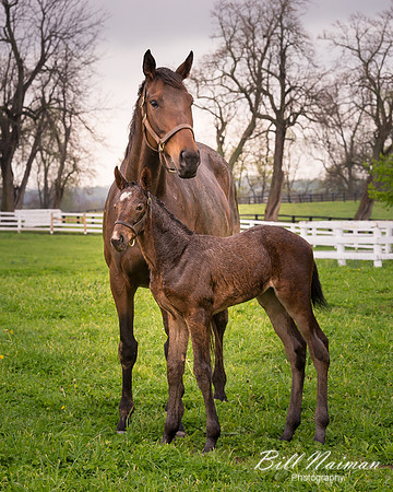 Dame and Foal