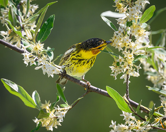 Cape May Warbler-2025_05_15-1730