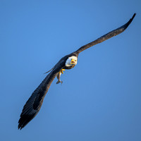 Bald Eagle With Fish-2025_01_09-7079