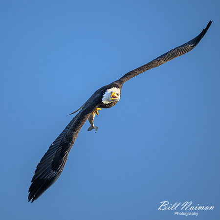 Bald Eagle With Fish-2025_01_09-7079