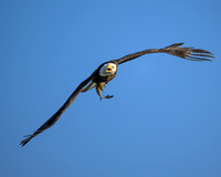 Bald Eagle With Fish-2025_01_09-7082