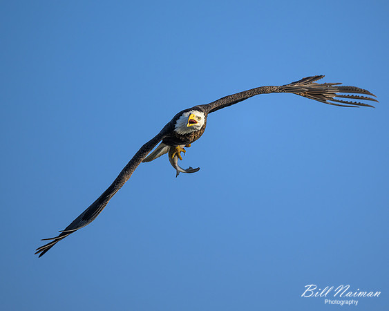 Bald Eagle With Fish-2025_01_09-7082