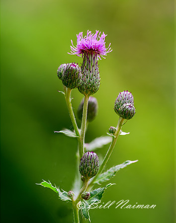 Purple Thistle