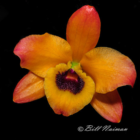 Dendrobium - Orchid 2012
