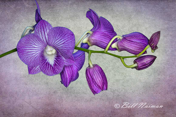 Purple Moth Orchid with Texture