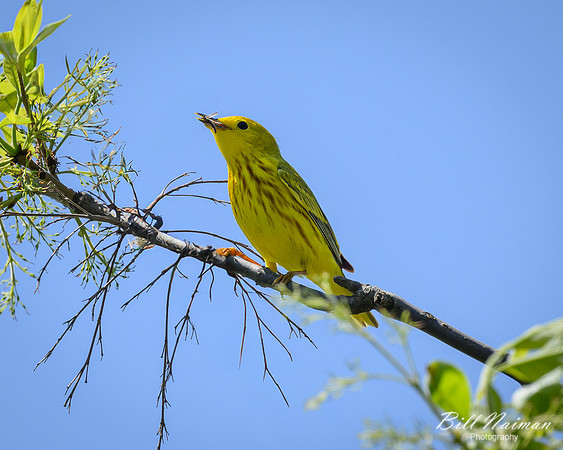 Yellow Warbler-2025_05_15-1791