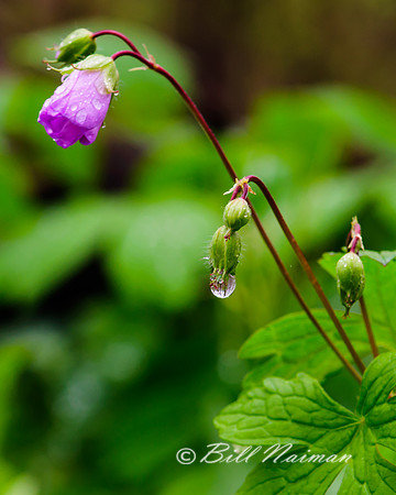 Wild Geranium