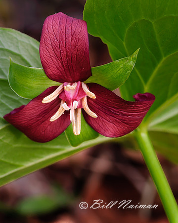 Red Trillium