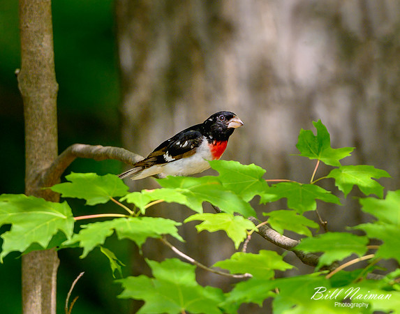 Rose-breasted Grosbeak - Medina Marsh - 2021 (2)