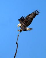 Bald Eagle Landing-(3 of 5)-2025_01_08-5184