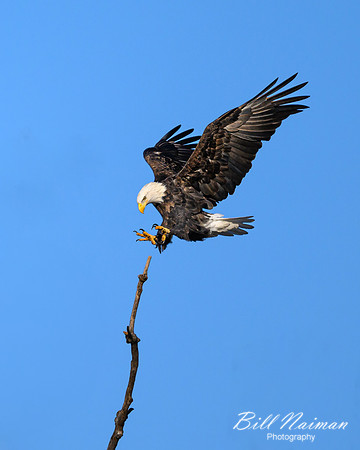 Bald Eagle Landing-(3 of 5)-2025_01_08-5184
