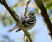 Black and White Warbler-2025_05_09-6835