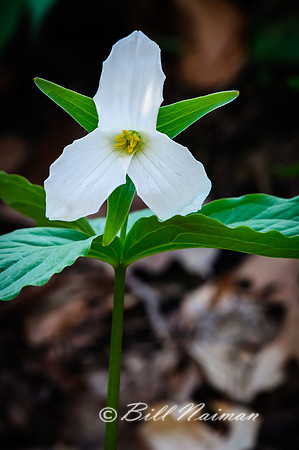 White Trillium (2)