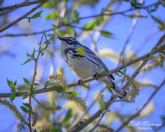 Yellow-rumped Warbler-2025_04_28-0373