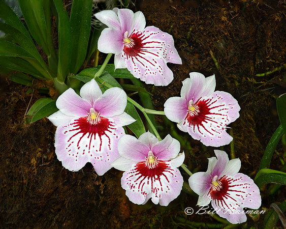Pansy Orchid - Miltonia 2014