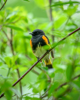 American Redstart-2025_05_15-7780
