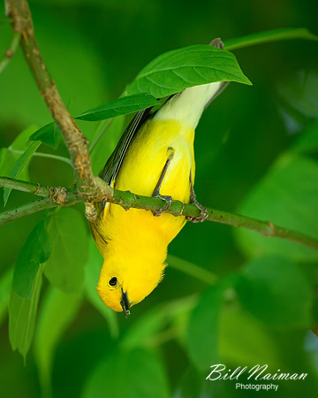 Prothonotary Warbler-2025_05_09-7350