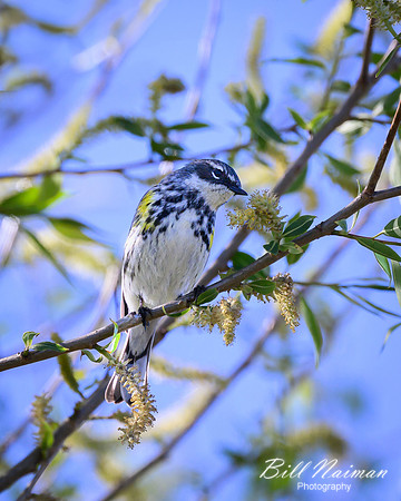 Yellow-rumped Warbler-2025_04_28-0367