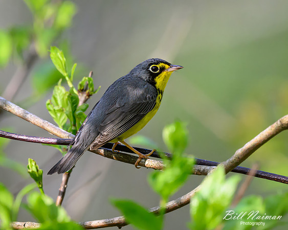 Canada Warbler-2025_05_15-1890