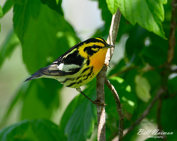 Blackburnian Warbler-2025_05_02-0811