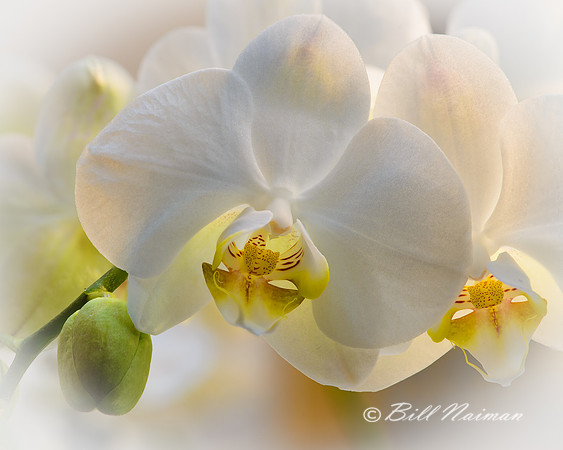 White Moth Orchid - Phalaenopsis 2014