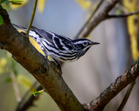 Black and White Warbler 2024_05_02-3846