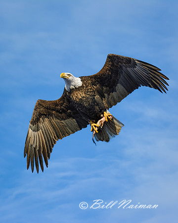 Bald Eagle Soaring (6) - With Fish