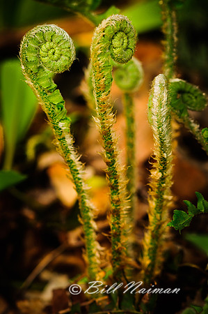 Fern