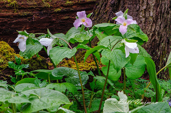 Trillium - multiple