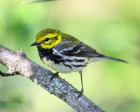 Black-throated Green Warbler-2025_05_09-7429