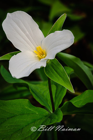 White Trillium